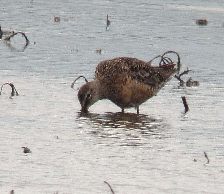 Long-billed Dowitcher - ML128320501