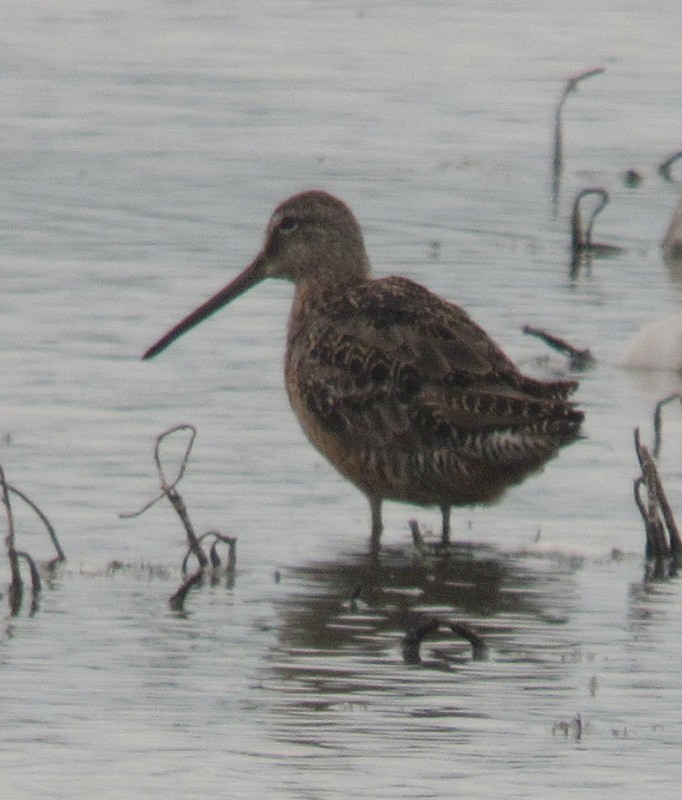 Long-billed Dowitcher - ML128320511