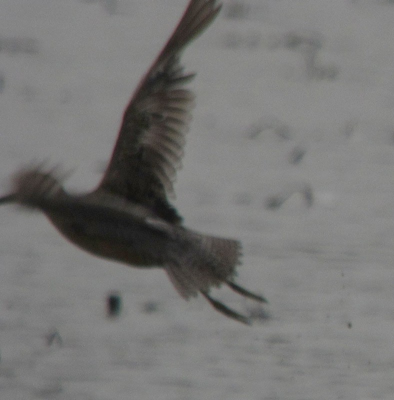 Long-billed Dowitcher - ML128320531