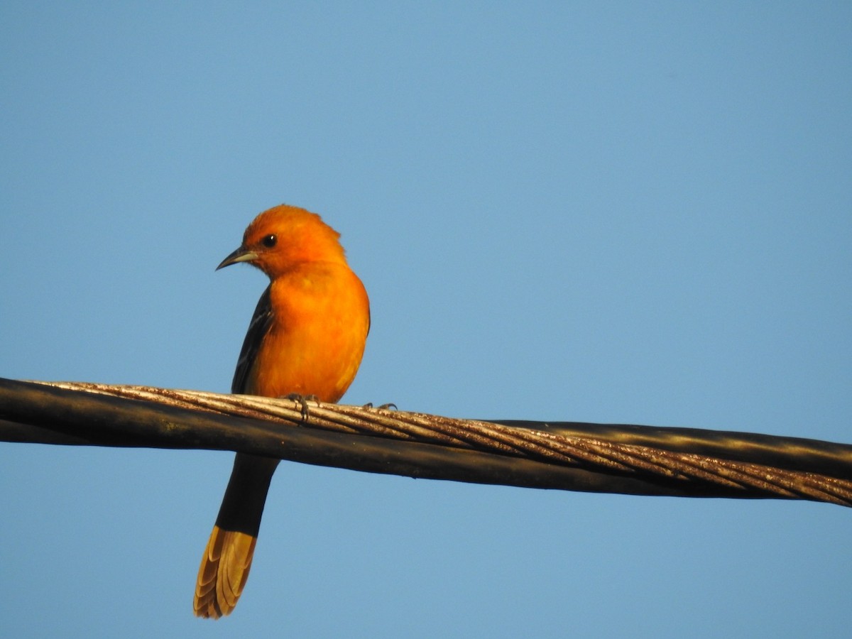 Hooded Oriole (igneus) - ML128321661