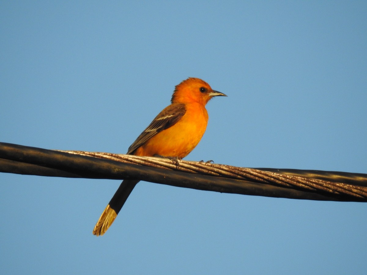 Hooded Oriole (igneus) - ML128321671