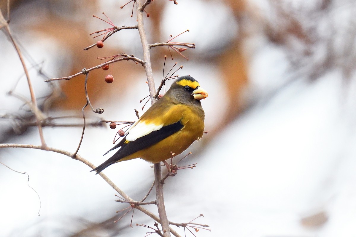 Evening Grosbeak - ML128322761