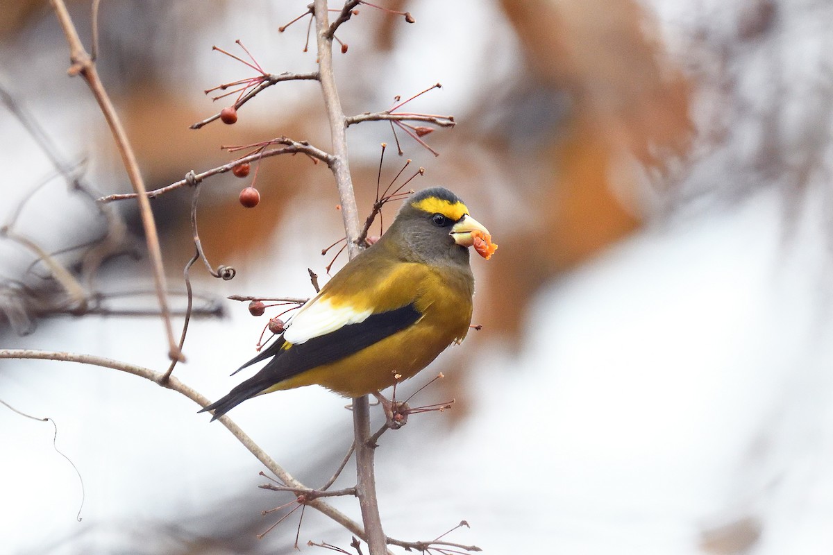 Evening Grosbeak - ML128322771