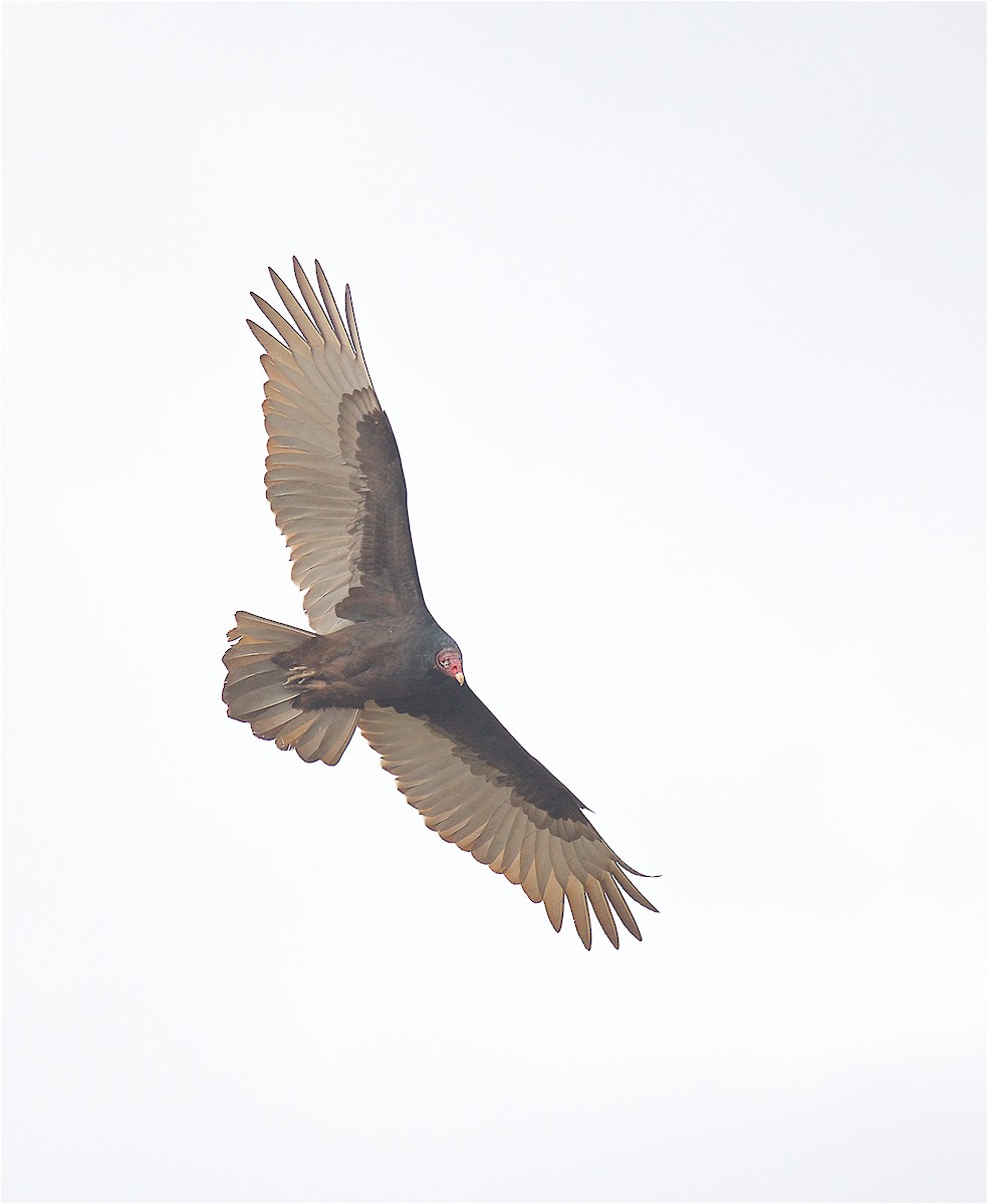 Turkey Vulture - ML128323971