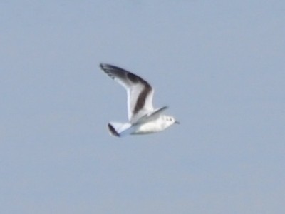 Little Gull - ML128324151