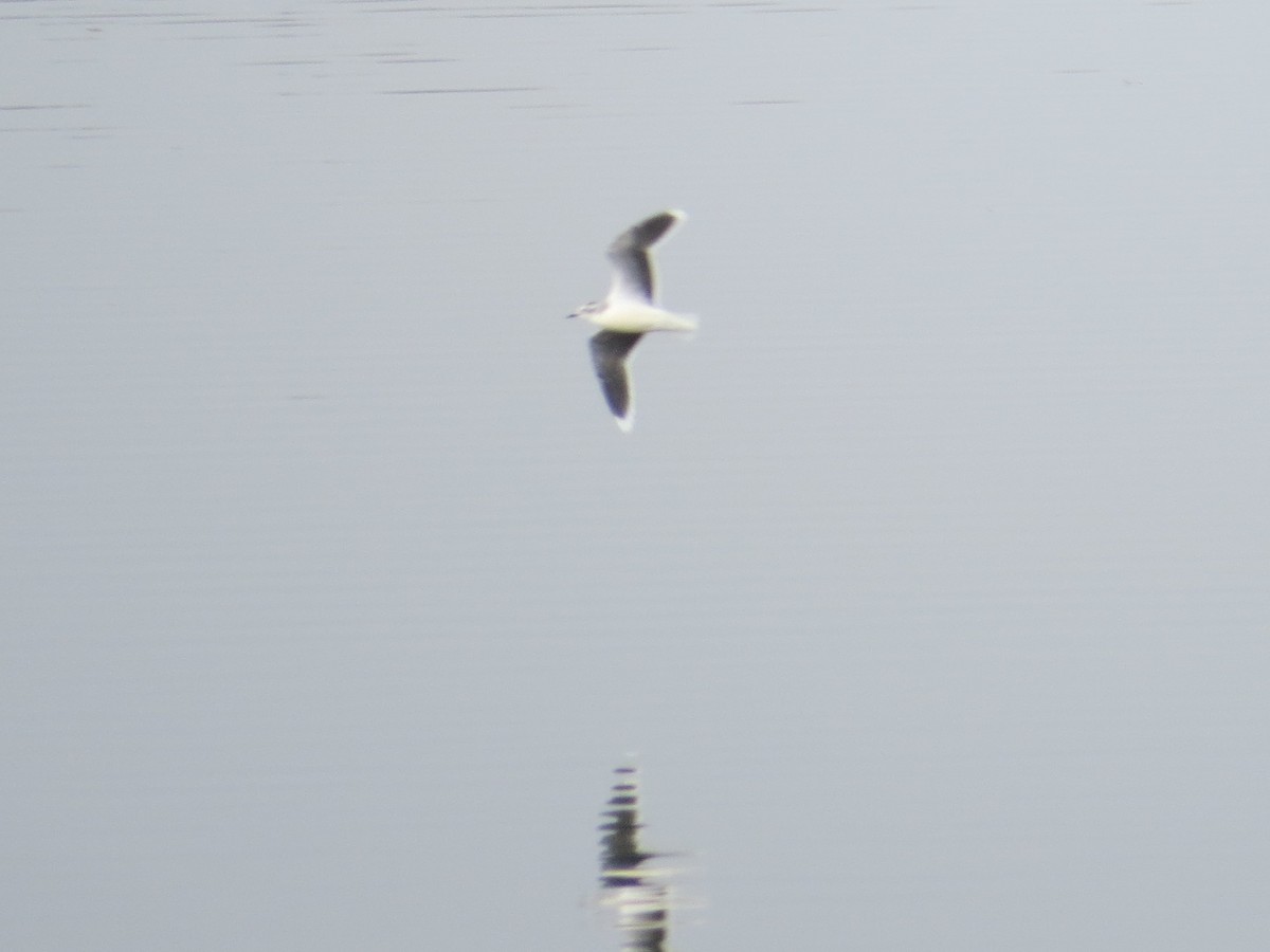 Little Gull - ML128324491