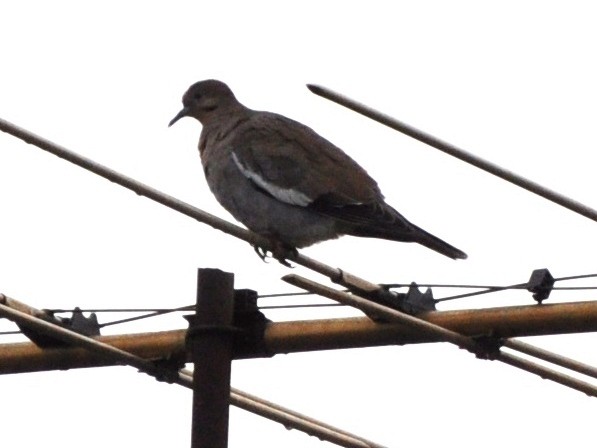 Weißflügeltaube - ML128324651