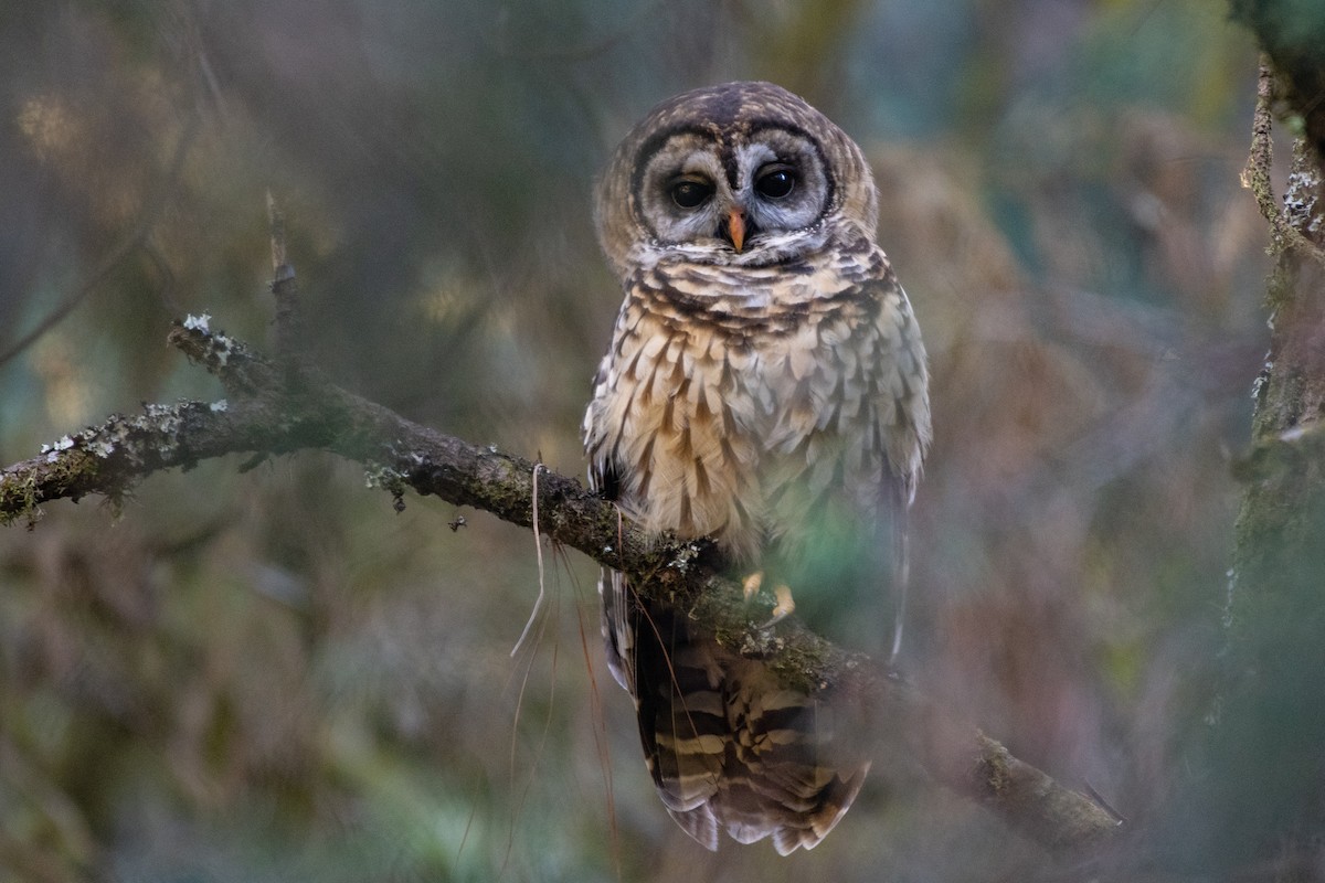 Fulvous Owl - ML128324691