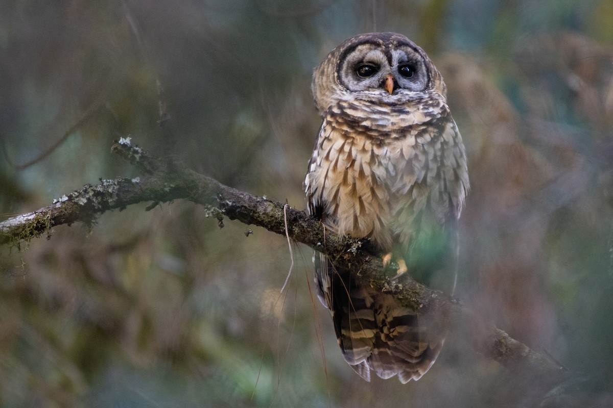 Fulvous Owl - ML128324701