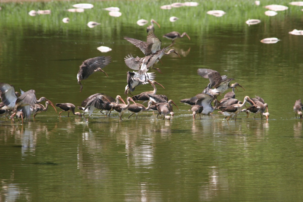 White Ibis - ML128325971