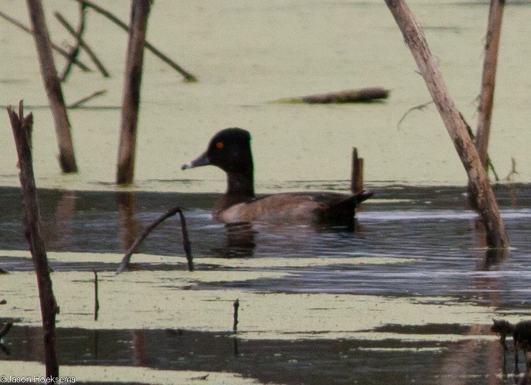 Ring-necked Duck - ML128326851