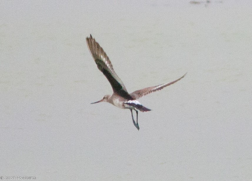 Hudsonian Godwit - ML128326931