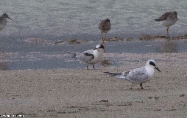 Common Tern - ML128326981