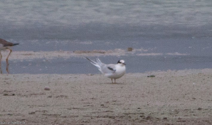 Common Tern - Jason Hoeksema