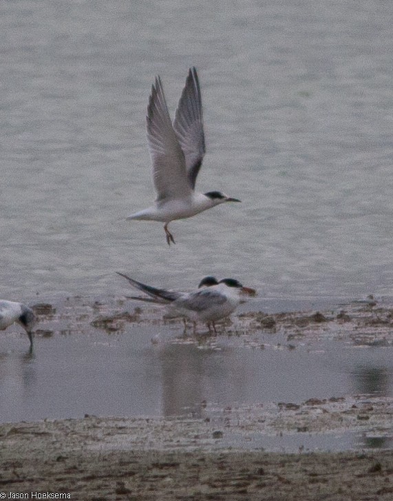 Common Tern - ML128327011