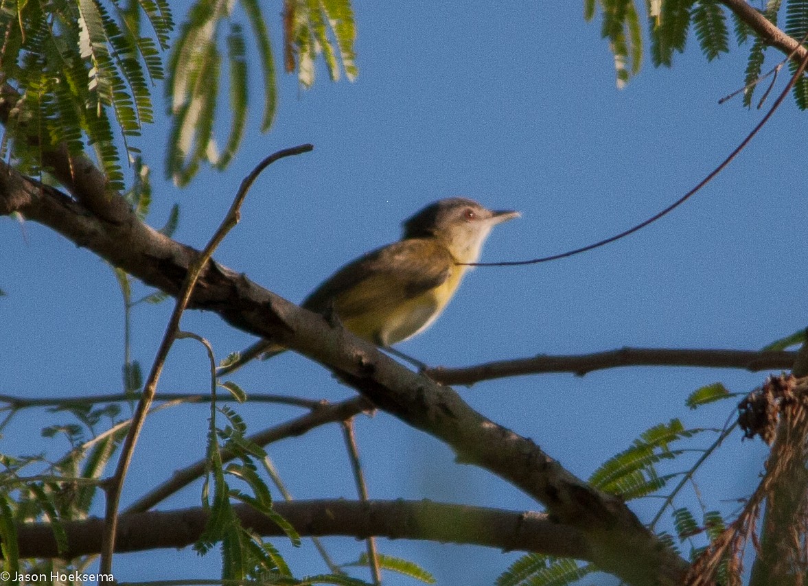 Yellow-green Vireo - Jason Hoeksema