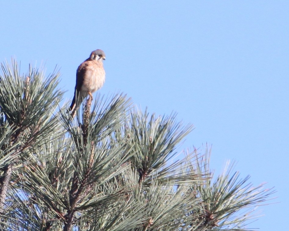 American Kestrel - Dan Kempf