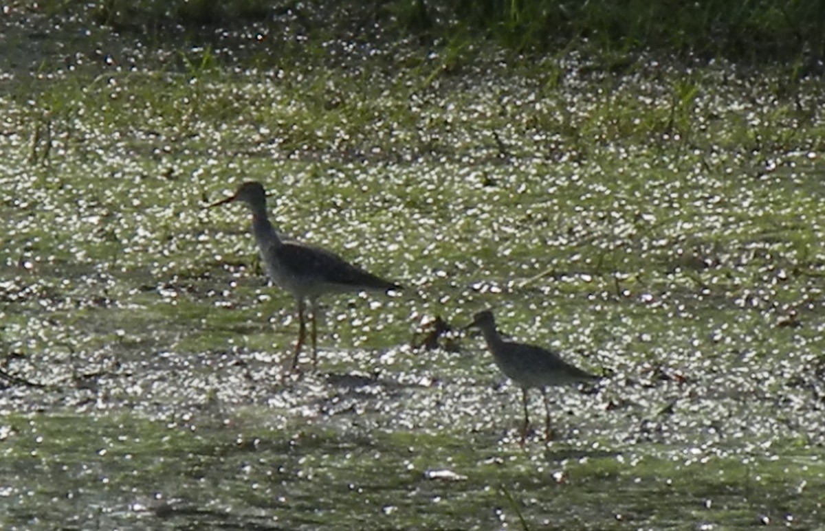 Greater Yellowlegs - David Carr