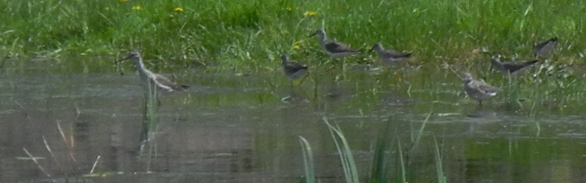 Greater Yellowlegs - ML128333531