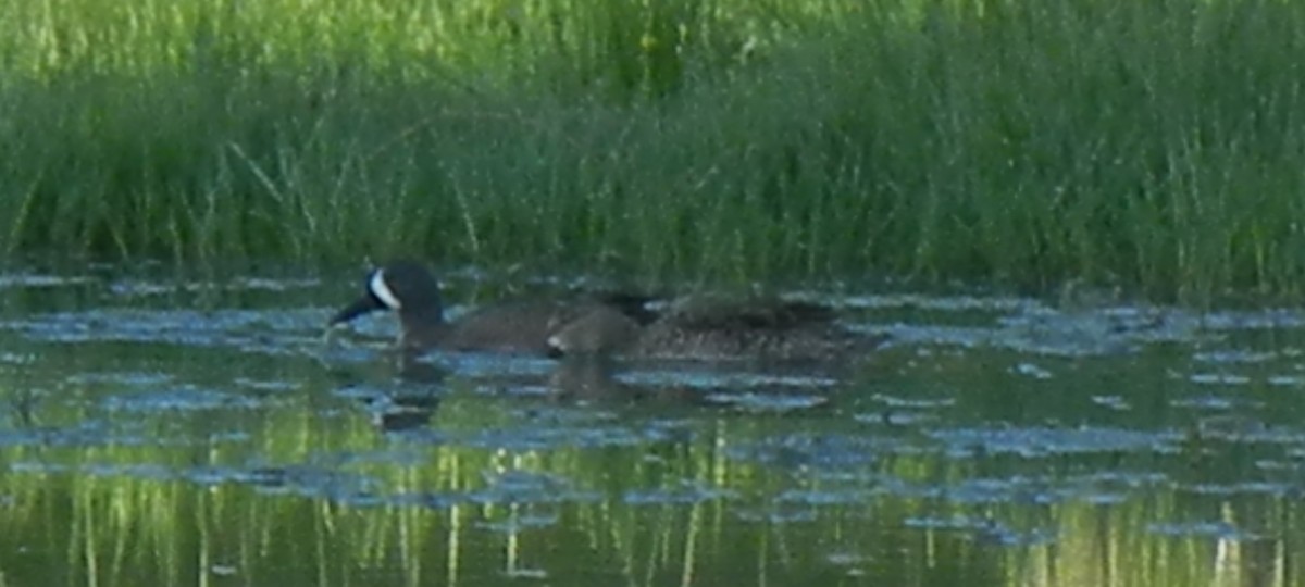 Blue-winged Teal - ML128333691