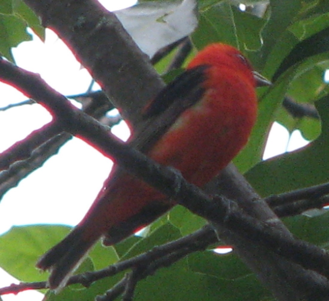 Scarlet Tanager - ML128333871