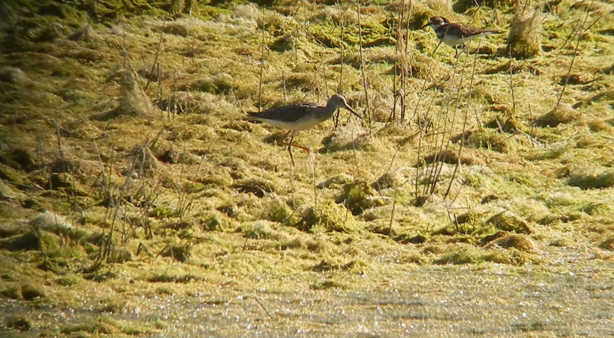 Greater Yellowlegs - ML128334291