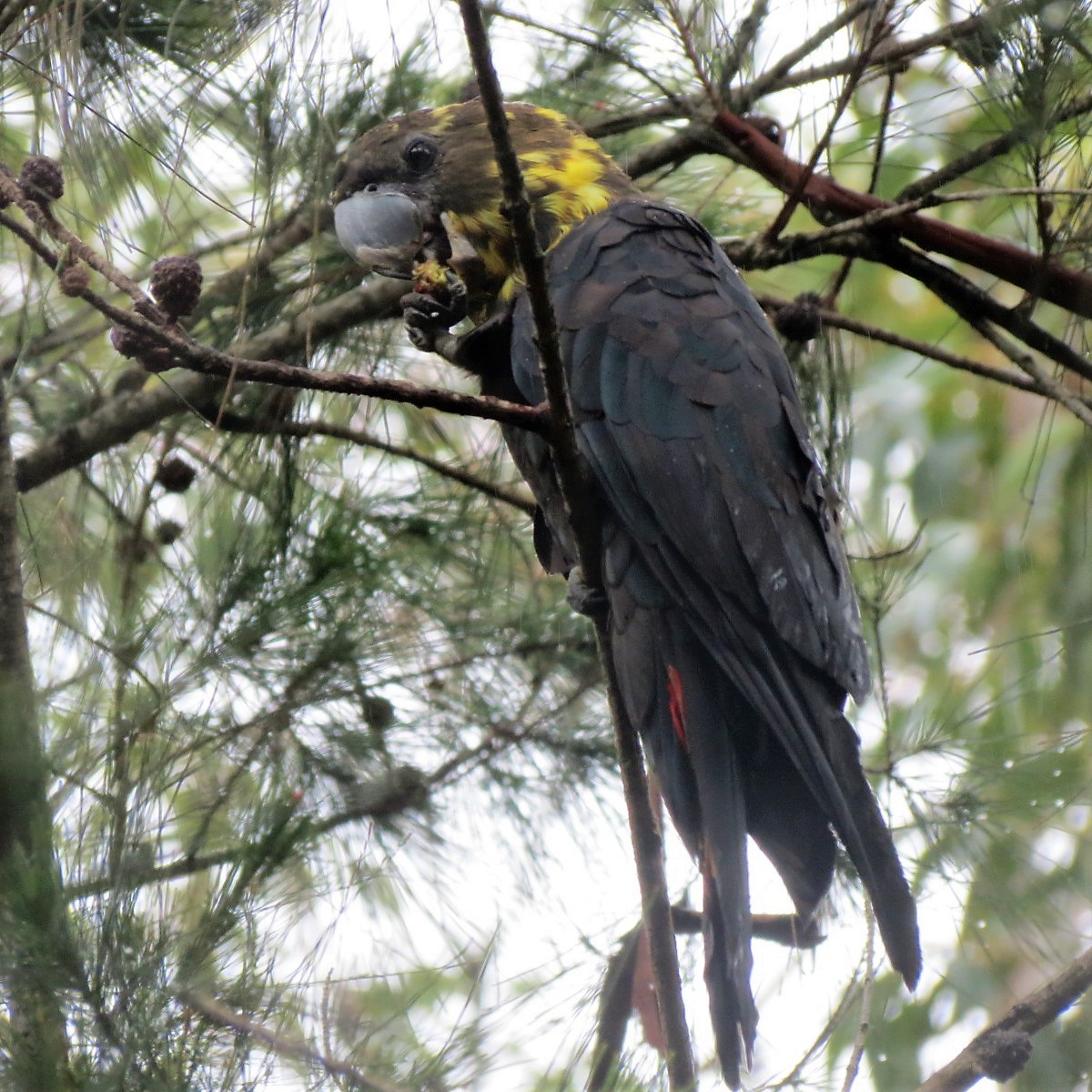 Glossy Black-Cockatoo - ML128334311