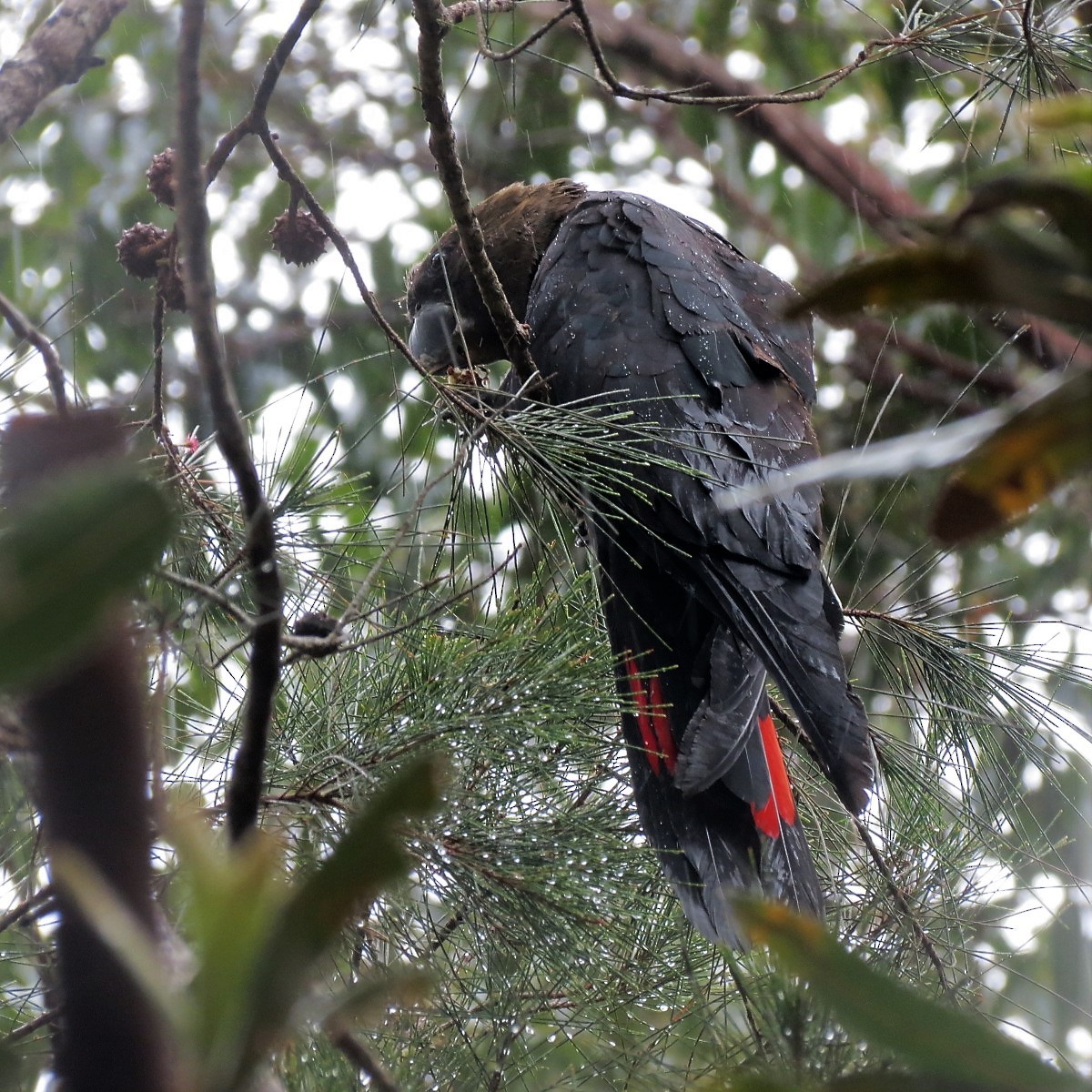 Glossy Black-Cockatoo - Ash Allnutt