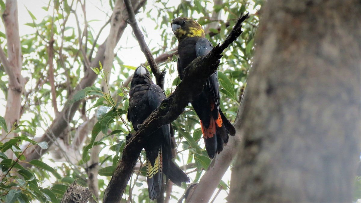 Cacatúa Lustrosa - ML128334371