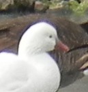 eskimogås - ML128335301