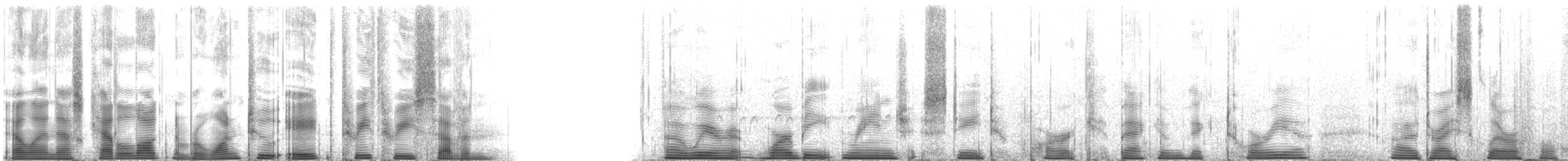 Méliphage peint - ML128337