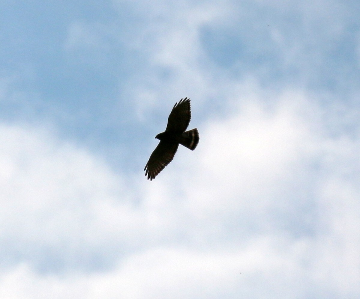 Broad-winged Hawk - ML128338631