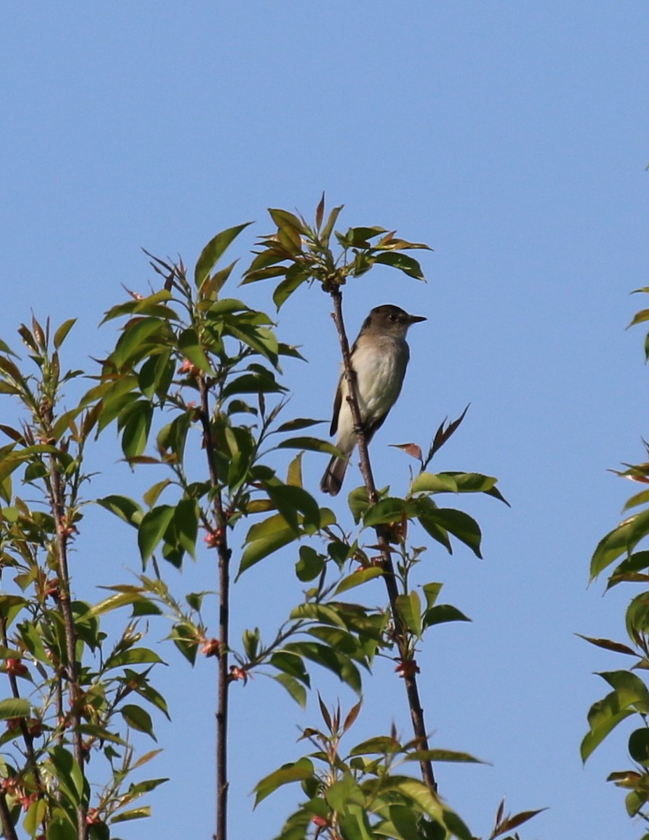 Willow Flycatcher - David Carr