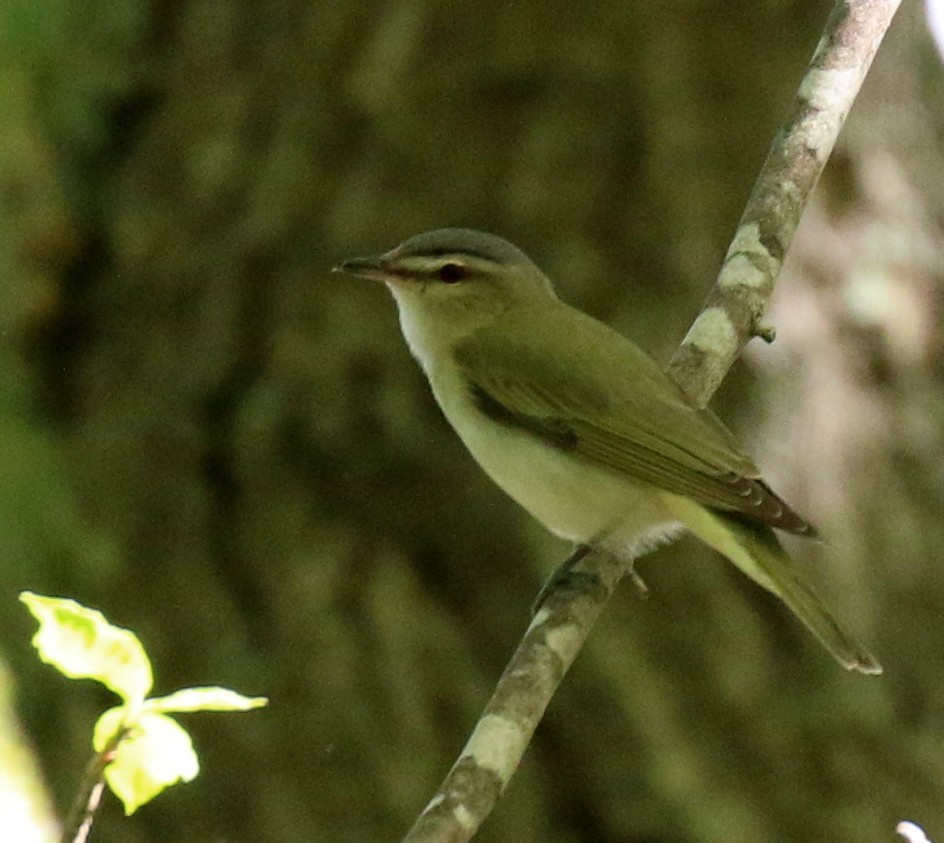 Red-eyed Vireo - ML128338801