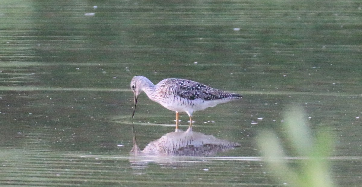 Greater Yellowlegs - ML128339081