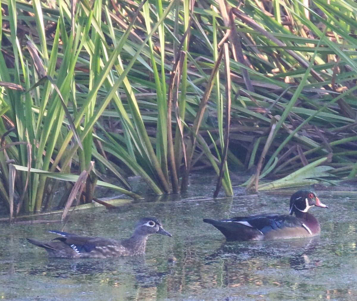 Wood Duck - ML128339851