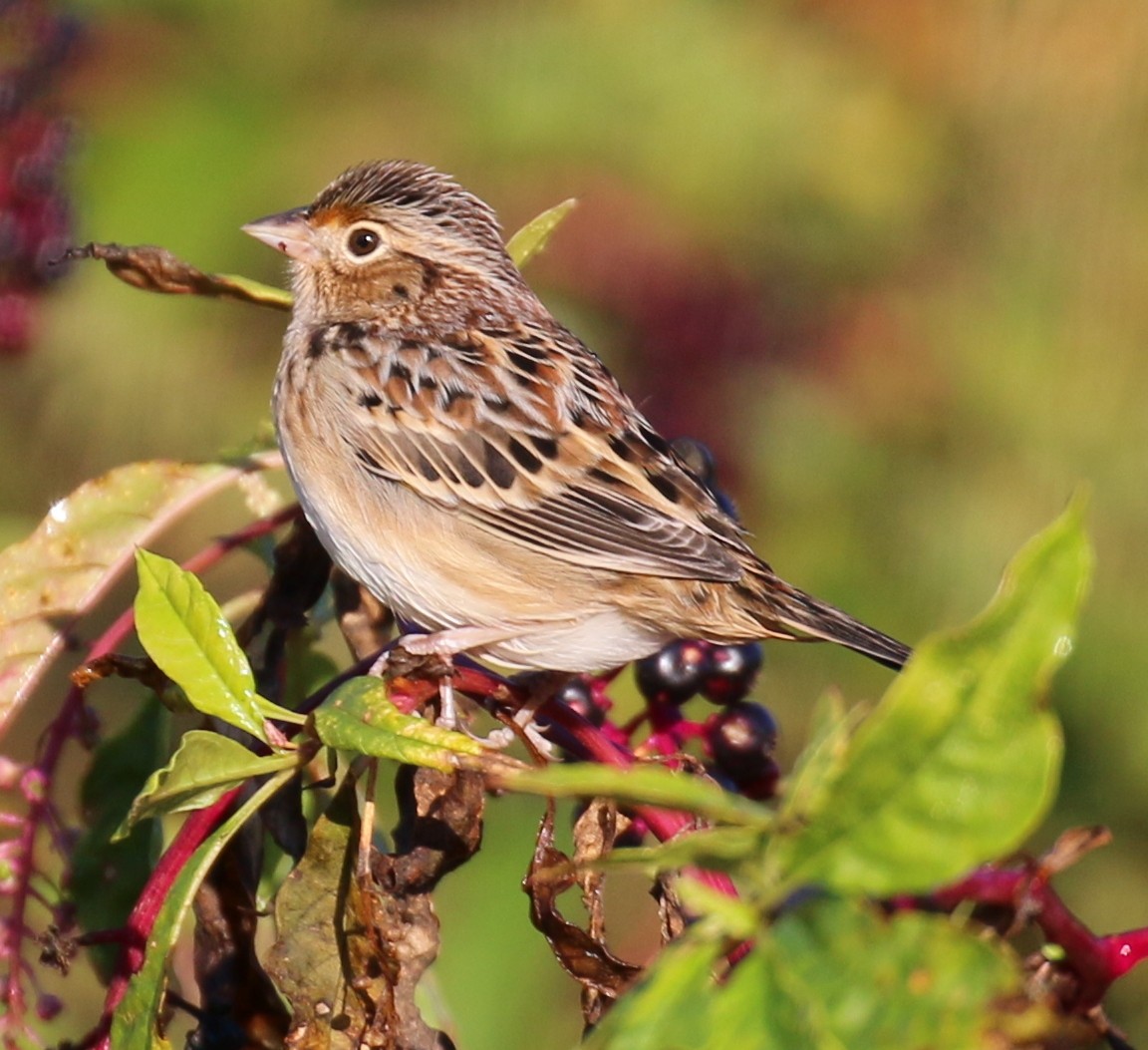 Grasshopper Sparrow - ML128340011