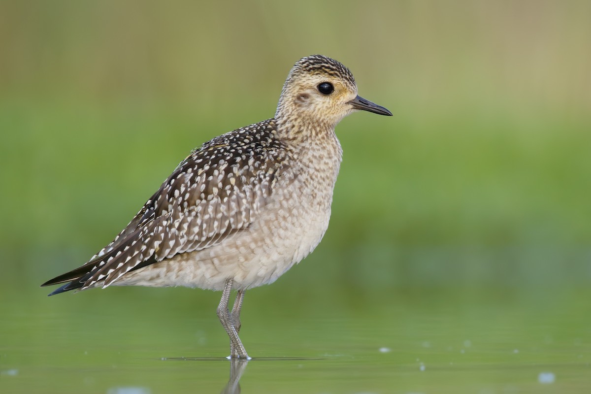Pacific Golden-Plover - Sharif Uddin