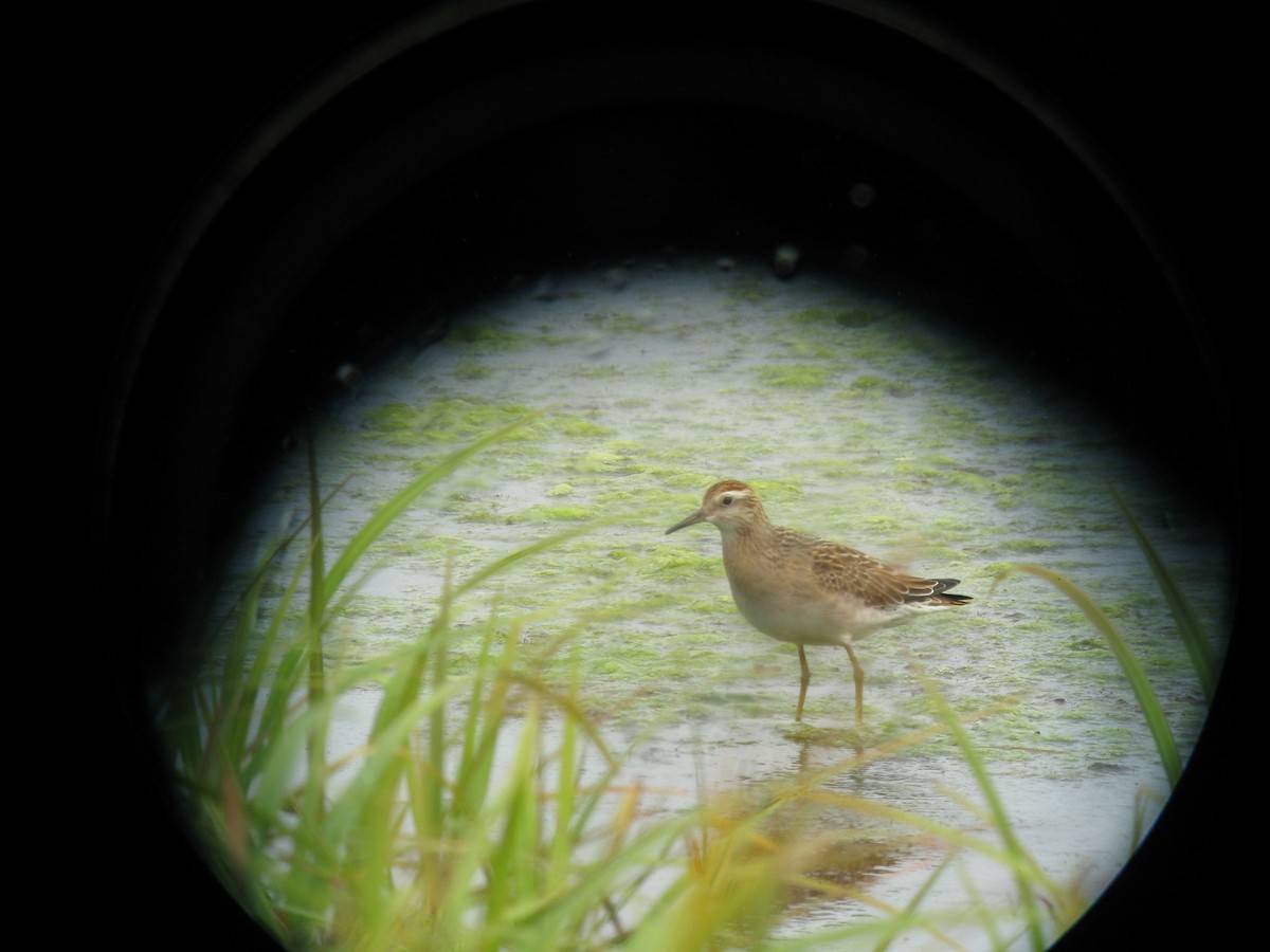 Sharp-tailed Sandpiper - Craig Caldwell