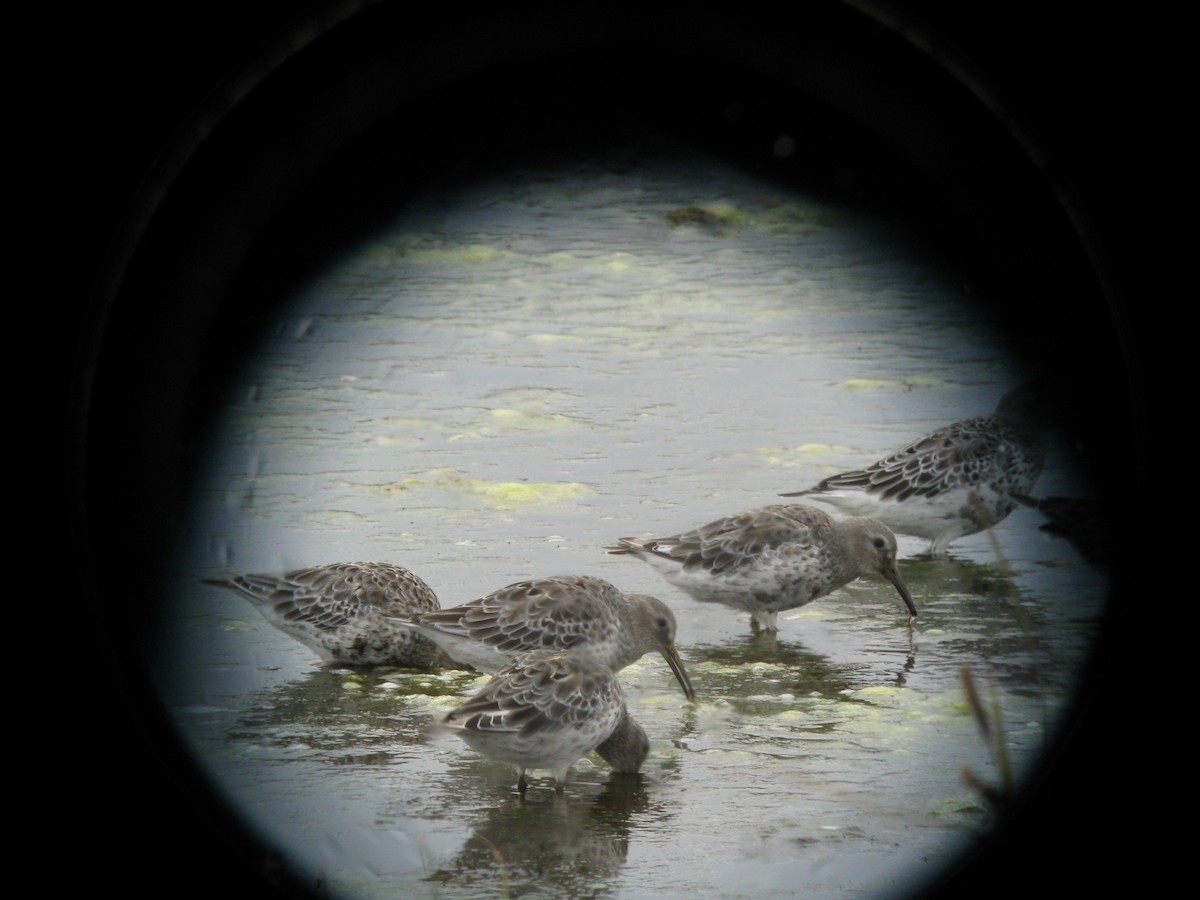 Rock Sandpiper (ptilocnemis) - Craig Caldwell