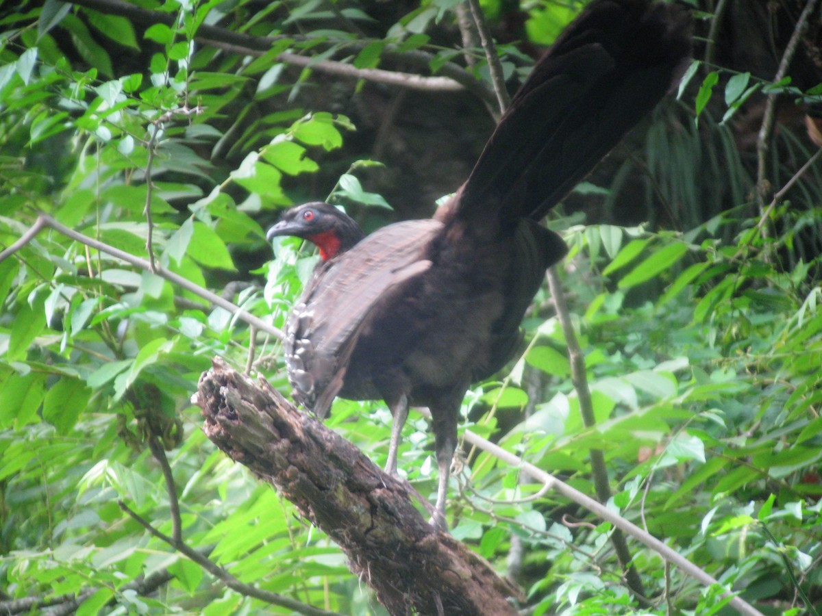 Yungas Guan - Craig Caldwell