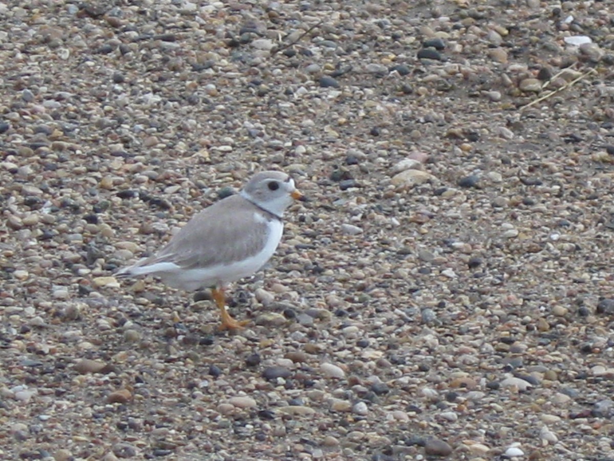 Piping Plover - ML128344141