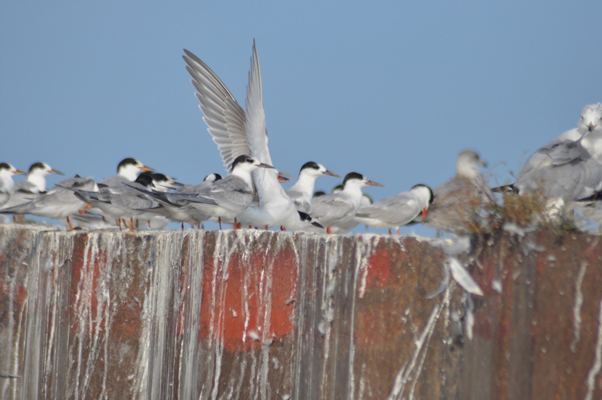 Common Tern - Ethan Gosnell