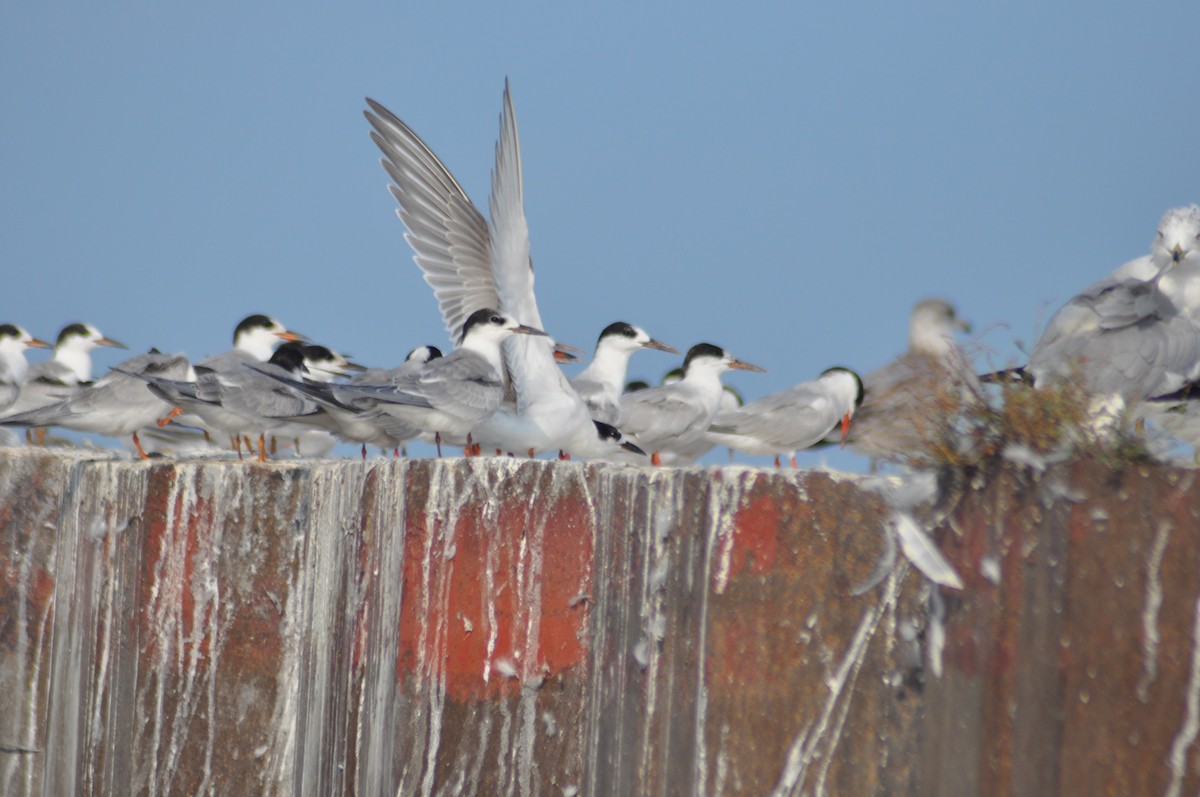 Common Tern - ML128346901