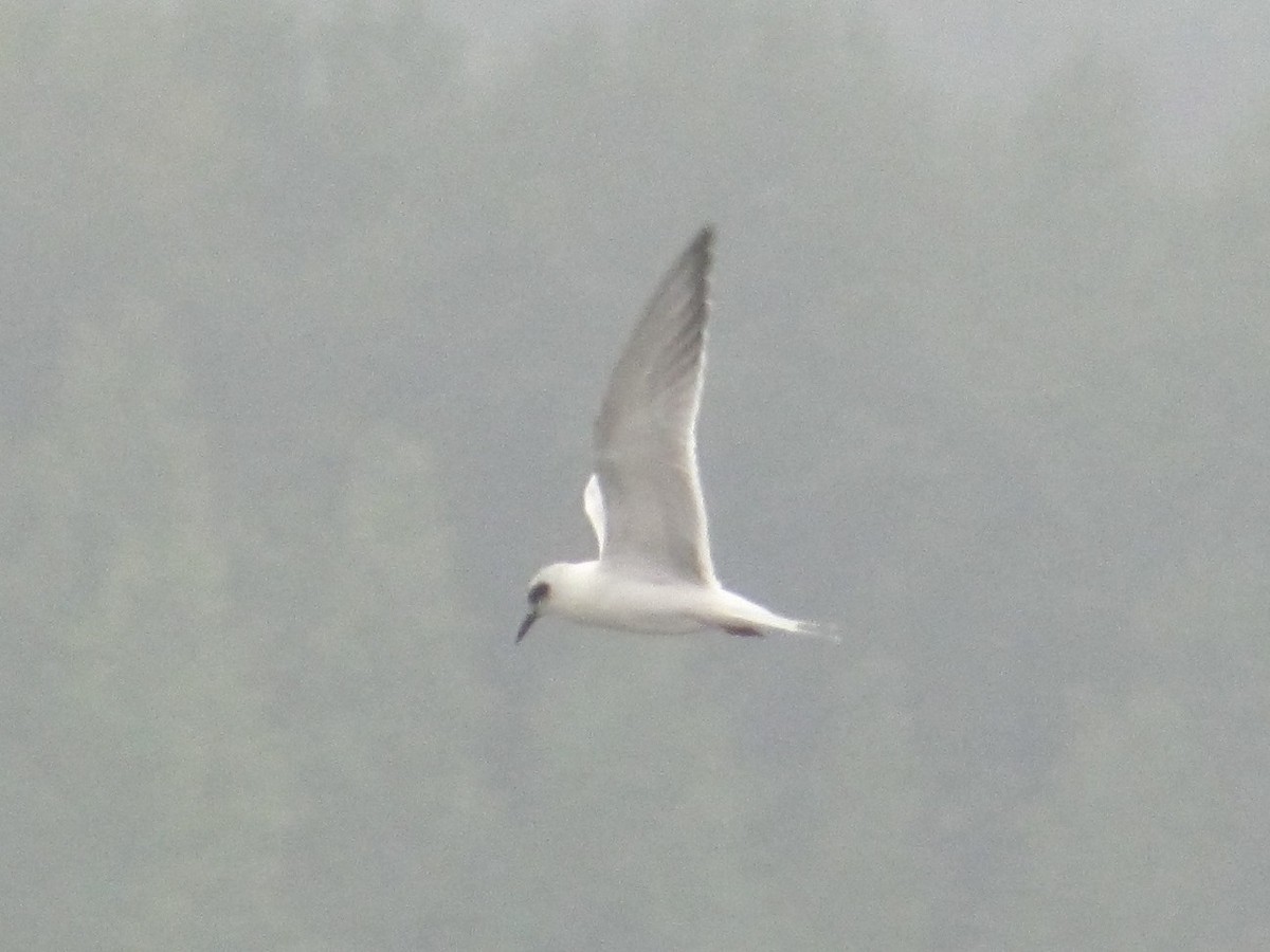 Forster's Tern - Adrian Hinkle