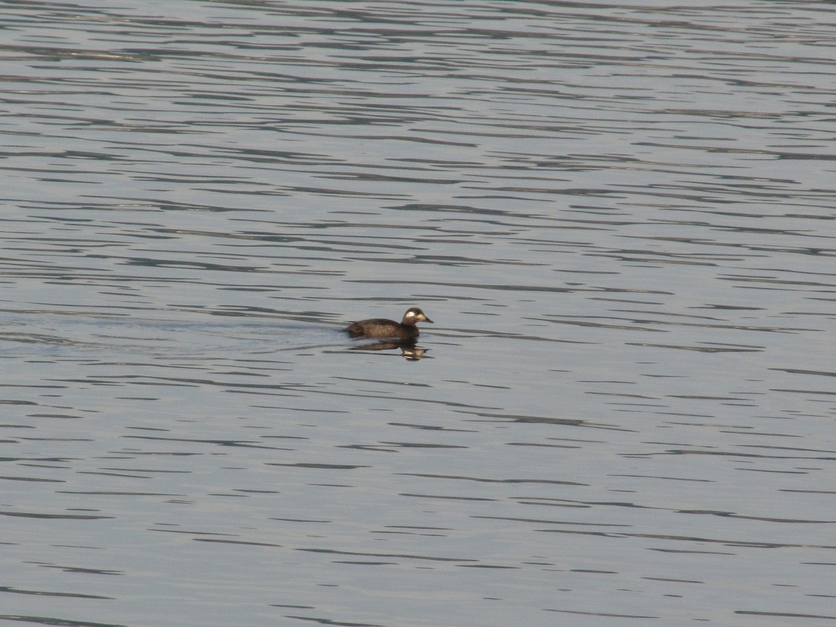 White-winged Scoter - ML128353441