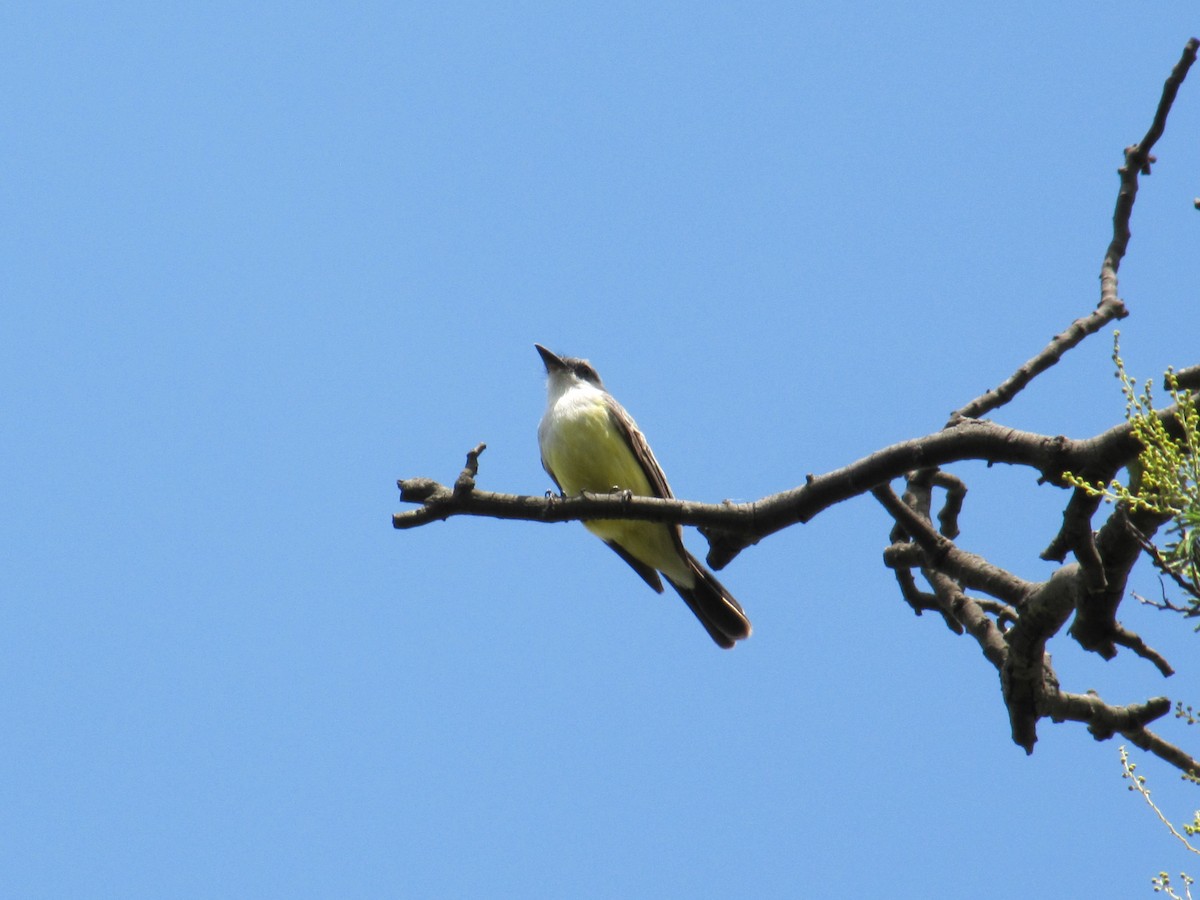 Snowy-throated Kingbird - ML128354521