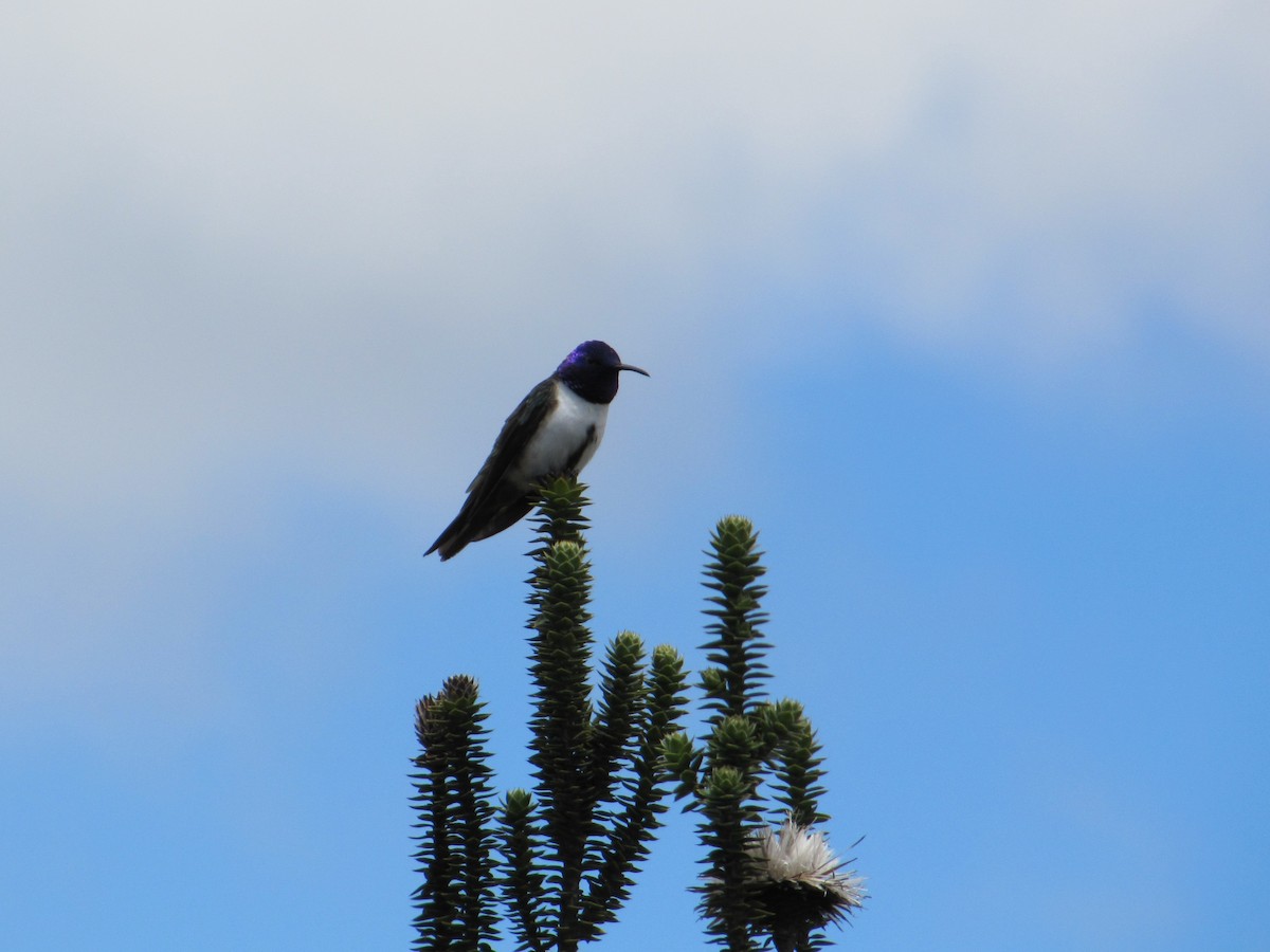 Colibri du Chimborazo - ML128354561