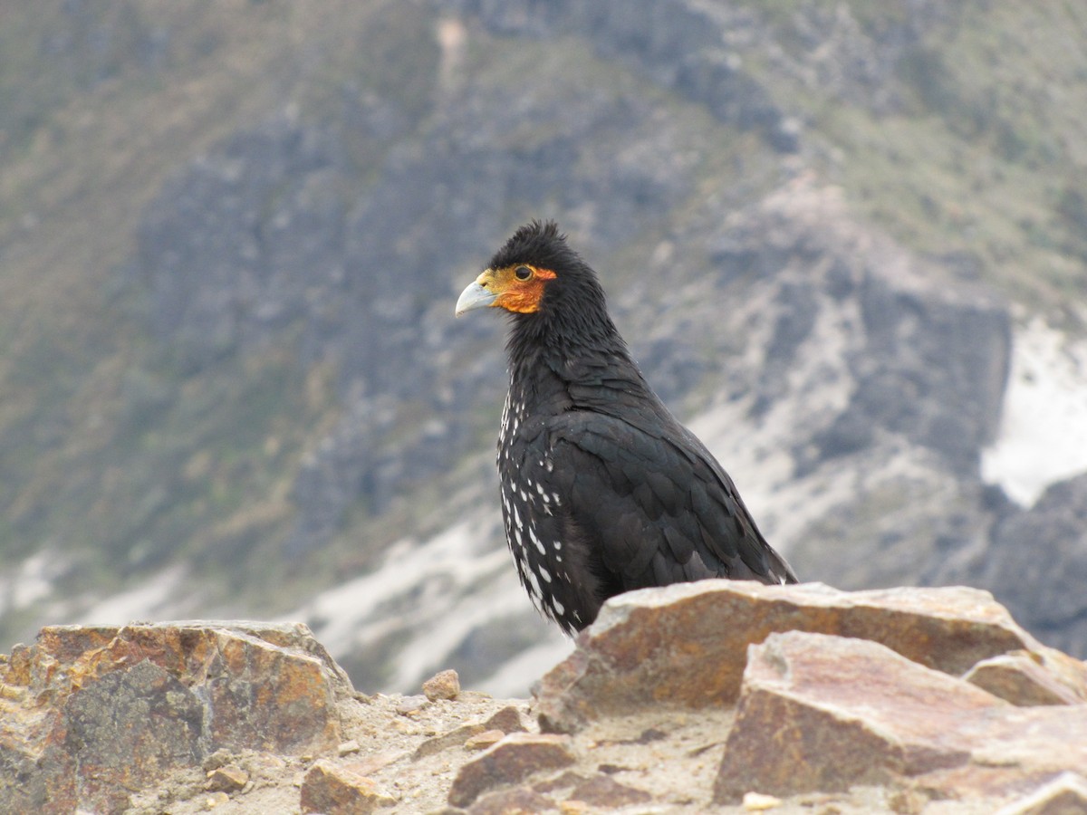 Carunculated Caracara - ML128354571