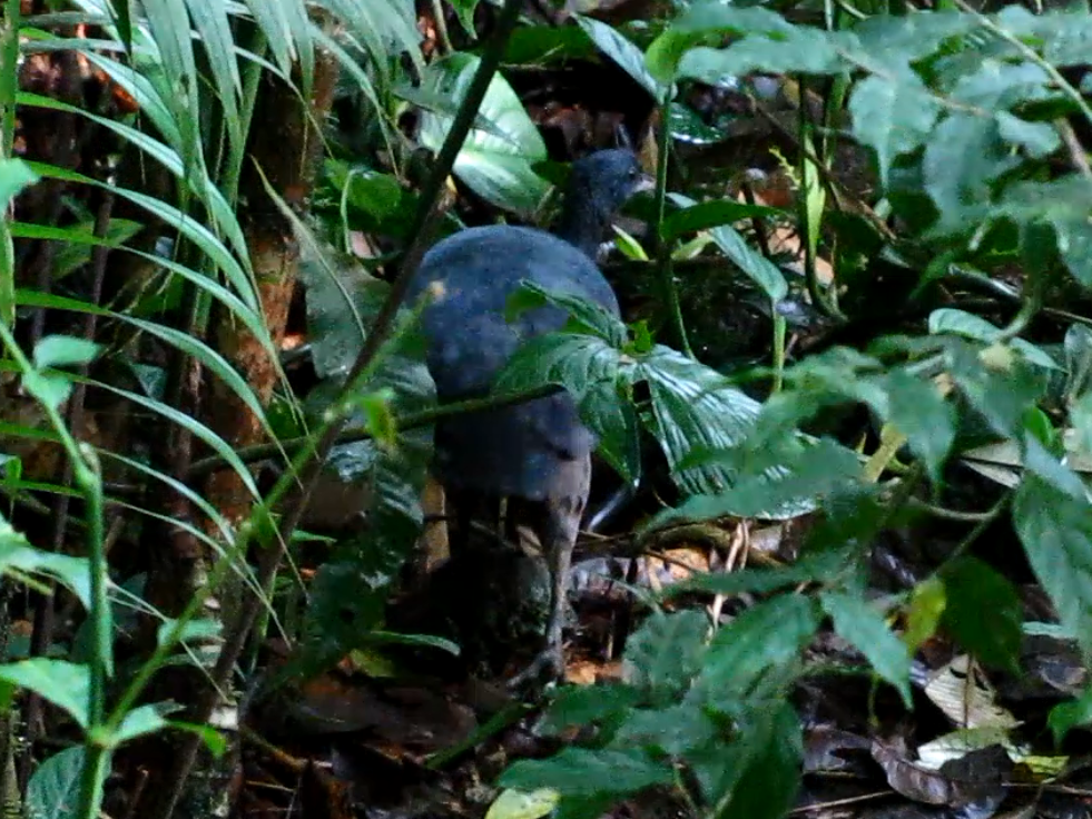 Black Tinamou - ML128354901